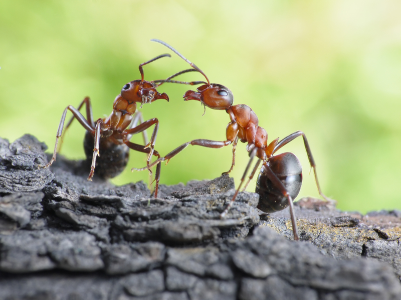 cum sa scapi de furnici